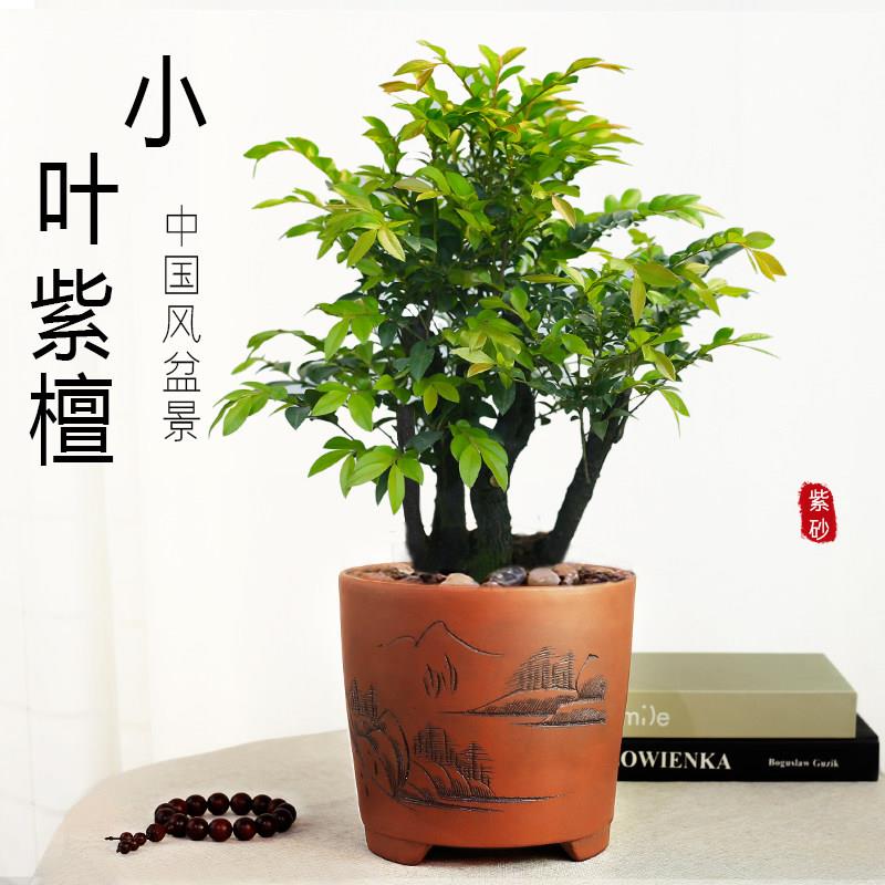 小叶紫檀盆景老桩树桩室