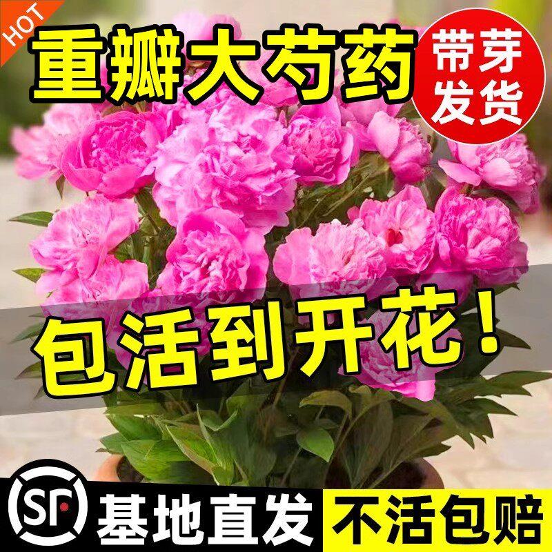 芍药花苗重瓣带芽大苗鲜图片