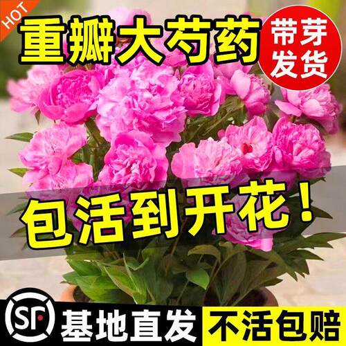芍药花苗重瓣带芽大苗鲜