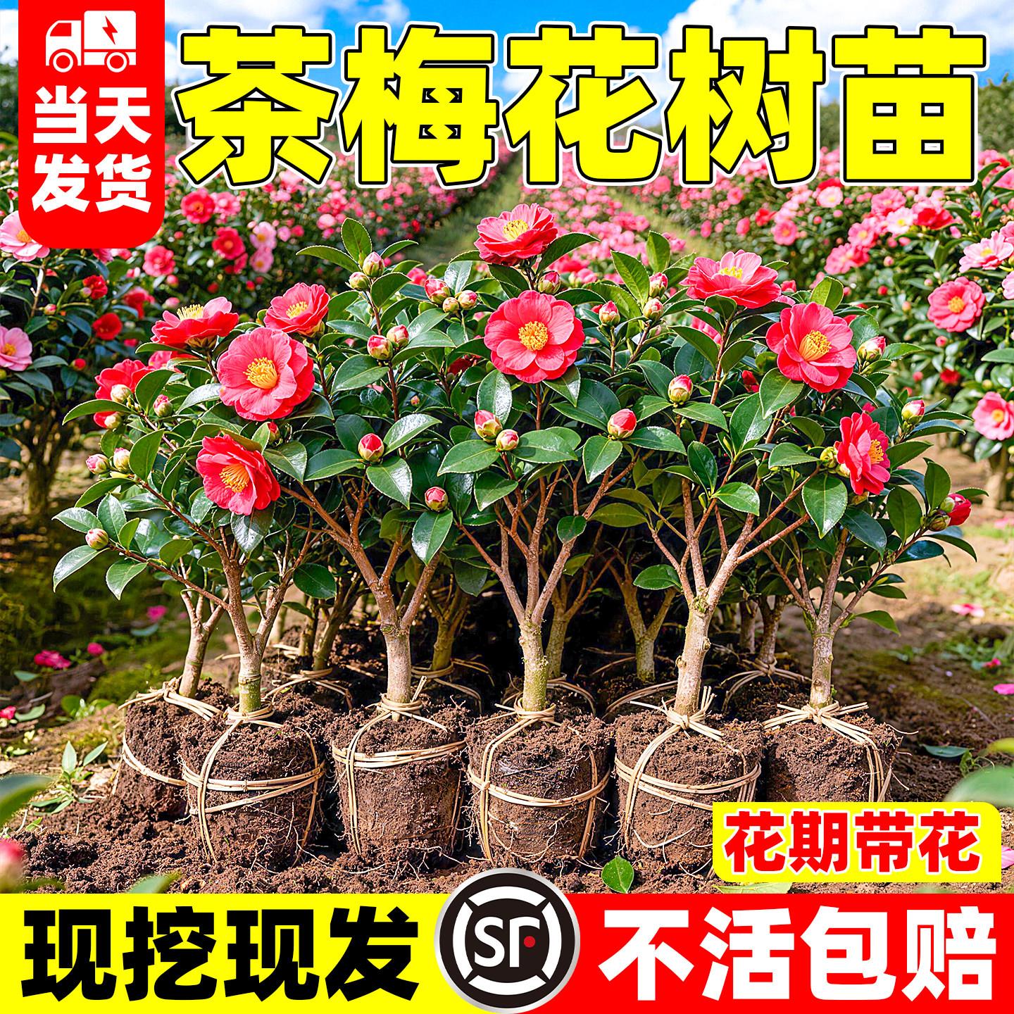 茶梅花树苗四季开花卉绿
