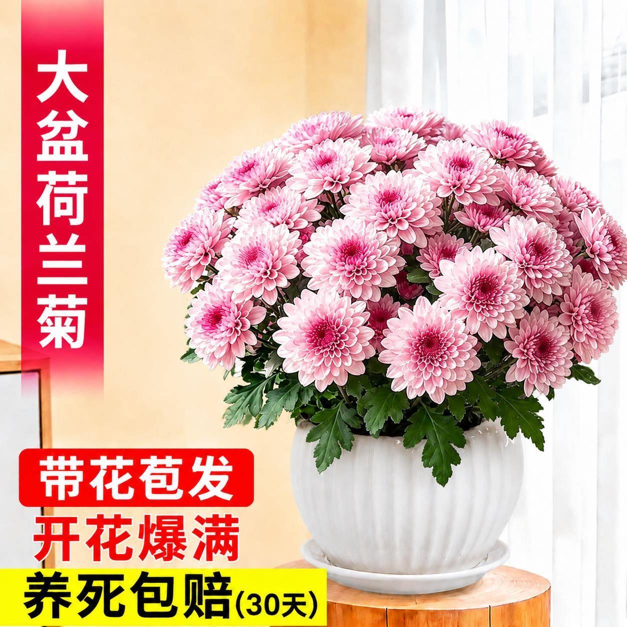 荷兰菊带花盆栽大眼粉小