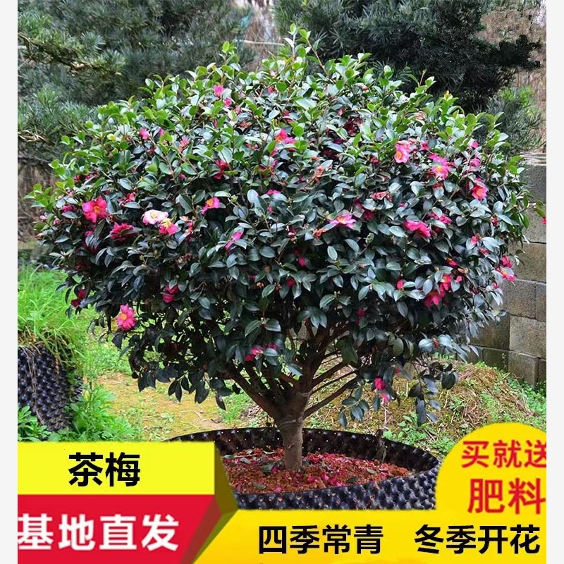 茶梅花苗树苗茶梅球茶花盆栽冬茶梅盆栽四季带花苞庭院耐寒带花苞