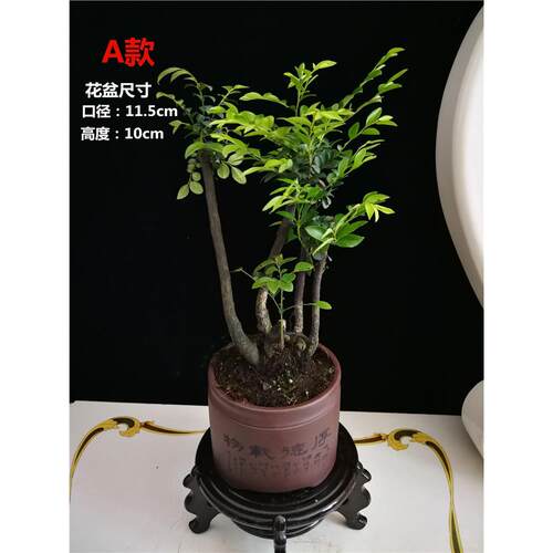 小叶紫檀树苗盆景四季常