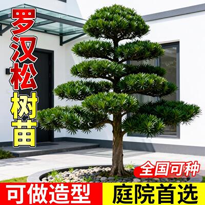 正宗罗汉松树苗老桩盆景