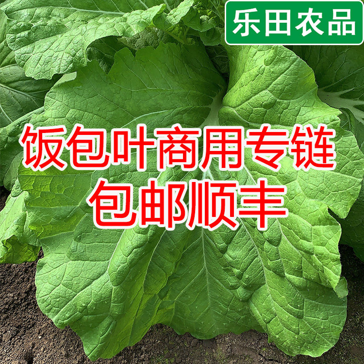 新鲜菜叶打包叶东北饭包