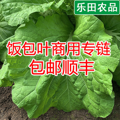 新鲜菜叶打包叶东北饭包