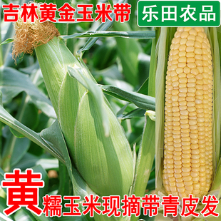 东北玉米新鲜黄糯粘黏生玉米棒青苞米苞谷带皮现摘老式非转基因
