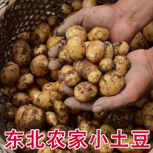包邮 东北黄心小土豆新鲜当年迷你马铃薯现挖薄皮炕酱盐土豆洋芋