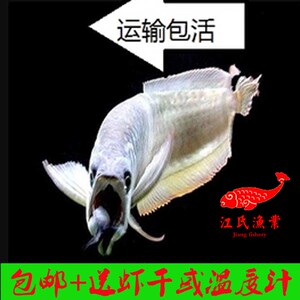 亚马逊流域银龙鱼高品质跳跃鱼风水鱼热带鱼观赏鱼骨舌鱼包邮