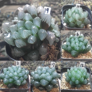 实生玉露2优选一物一拍十二卷多肉植物带盆带土发货11月14号更新