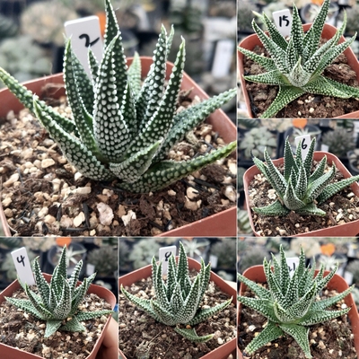 地上星硬叶珍珠釉粒株型漂亮十二卷多肉植物带盆土发货9月30日更