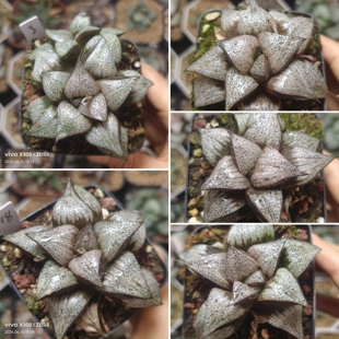 娜塔莉青蟹优选一物一拍十二卷多肉植物带盆带土发货6月16号更新