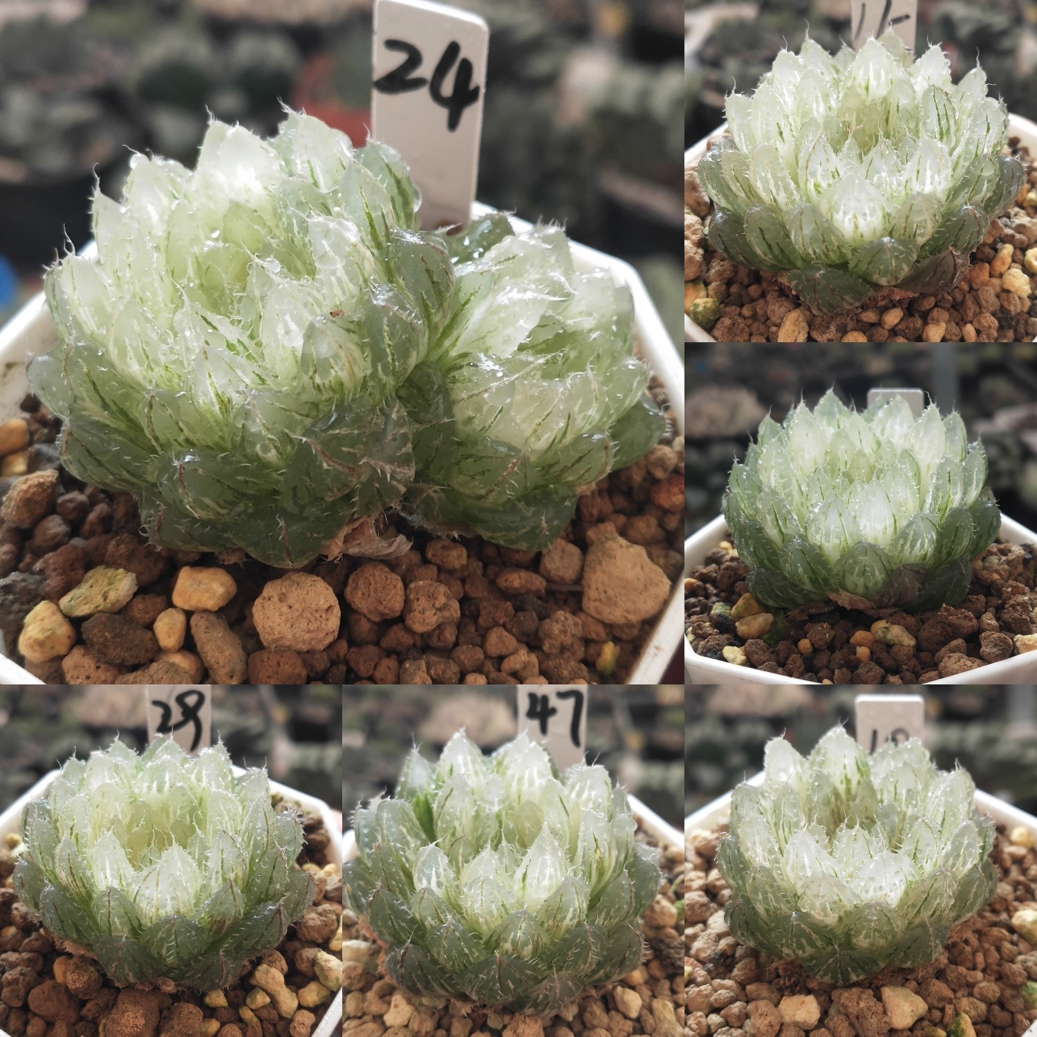 翠云玉露锦均匀极上斑型如莲花一物一拍十二卷多肉带盆发货12月3,鲜花速递/花卉仿真/绿植园艺,多肉植物,淘宝优惠券,粉丝福利购,淘宝优惠卷