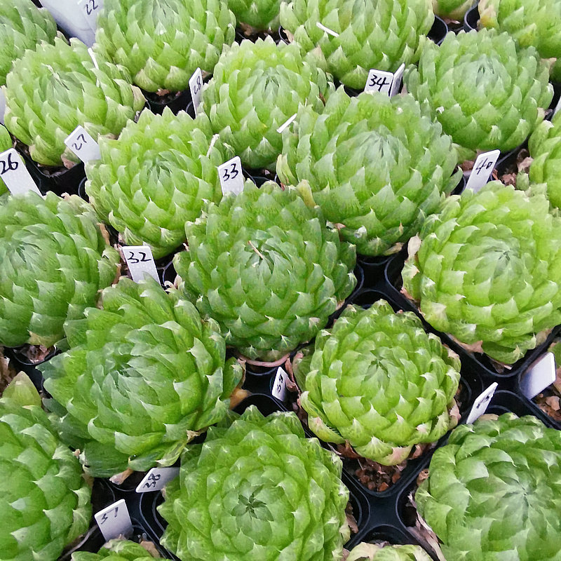 樱水晶玉露大颗一物一拍带盆土发货株型周正根系好6月14日更新