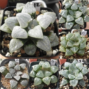 7号实生寿，克优选一物一拍十二卷多肉植物带盆土发货11月26日更