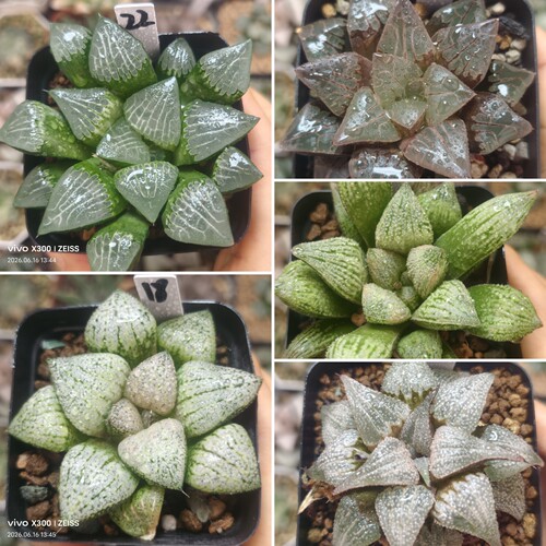 2号实生寿克，白银一物一拍十二卷多肉植物带盆土发货6月16号更新