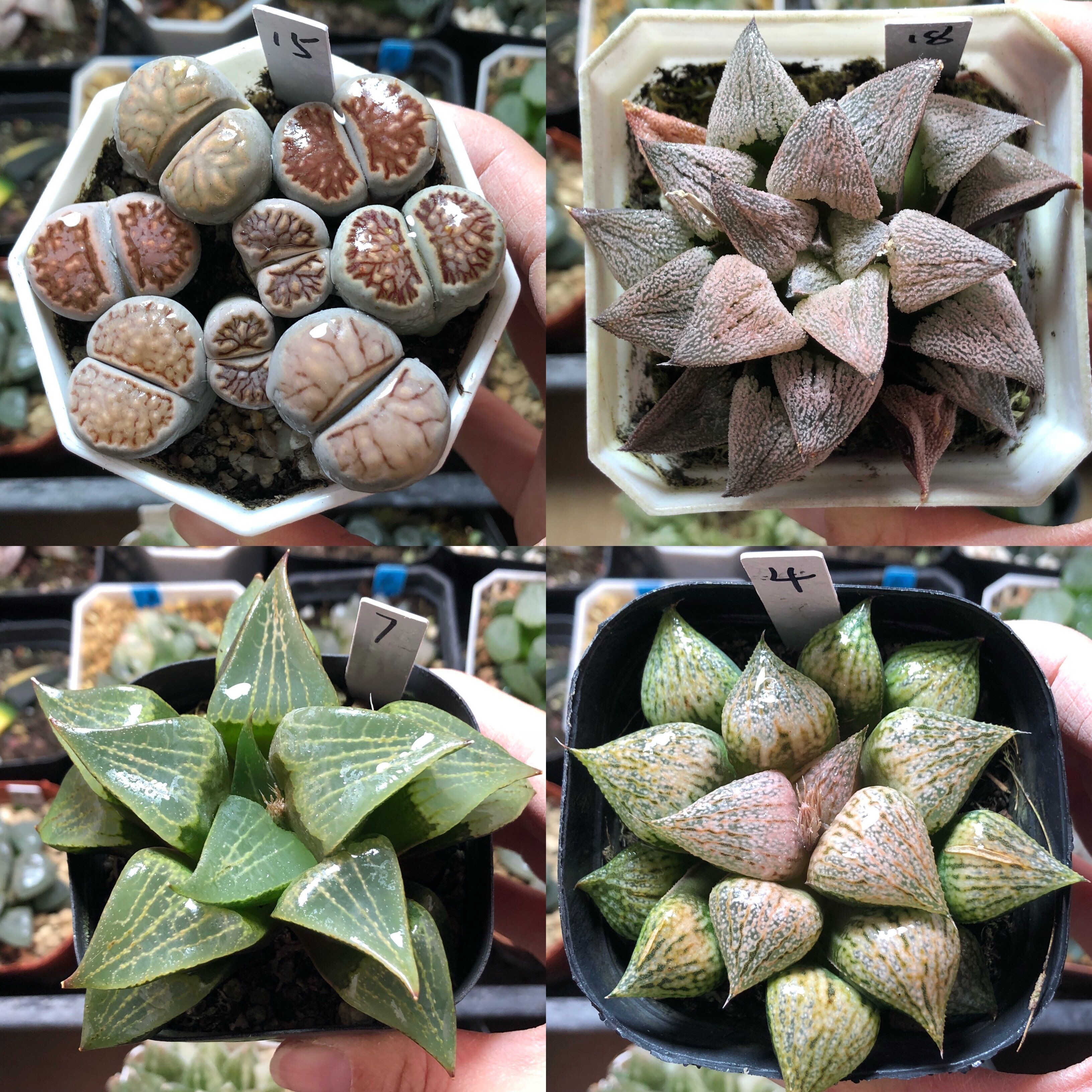 11号玉扇玉露万象寿克十二卷多多肉植物