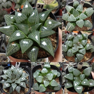 3号实生寿优选一物一拍十二卷多肉植物带盆带土发货11月12日更新