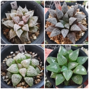 实生寿，白银一物一拍十二卷多肉植物带盆带土发货3月21日更新