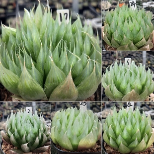 13号链接实生原始种玉露十二卷多肉植物(脱土发货)10月14日更新