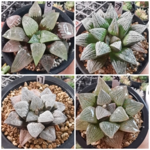 母本实生寿优选一物一拍十二卷多肉植物带盆带土发货3月21日更新