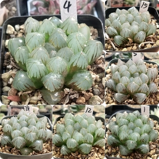 实生龙爪玉露一物一拍十二卷多肉植物带盆带土发货4月1日更新