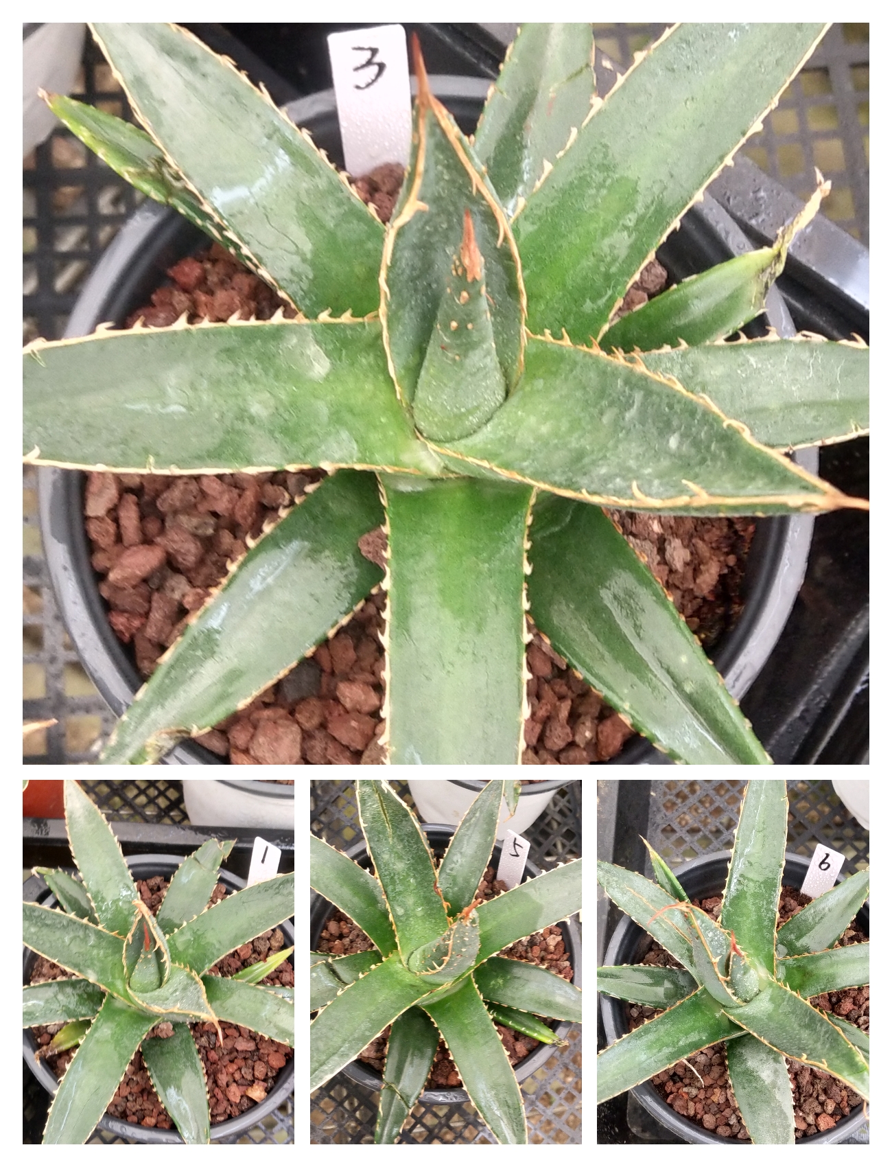 背刺帝释天龙舌兰直销潮流植物简单易养沙漠绿植厚叶耐旱植物4月2