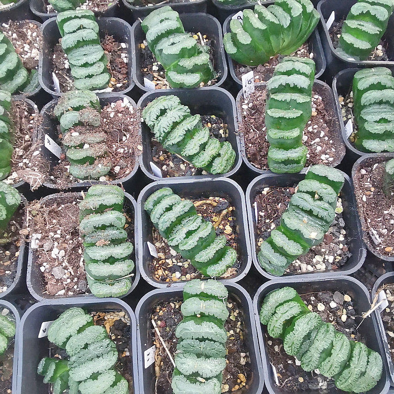 7cm超级绿岛玉扇品相佳根系好株型周正一物一拍带盆土发货十二卷