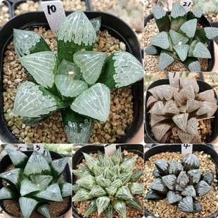 14号优选实生寿一物一拍带盆带土发货十二卷多肉植物4月2日更新