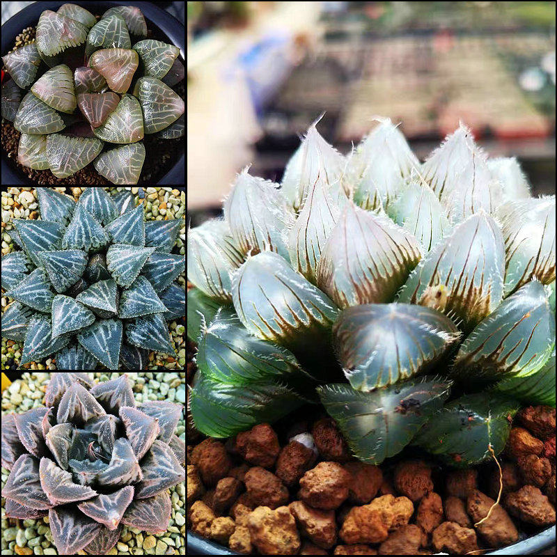 肉肉植物玉露寿多少钱 肉肉植物玉露寿优惠券免费领取 有条鱼