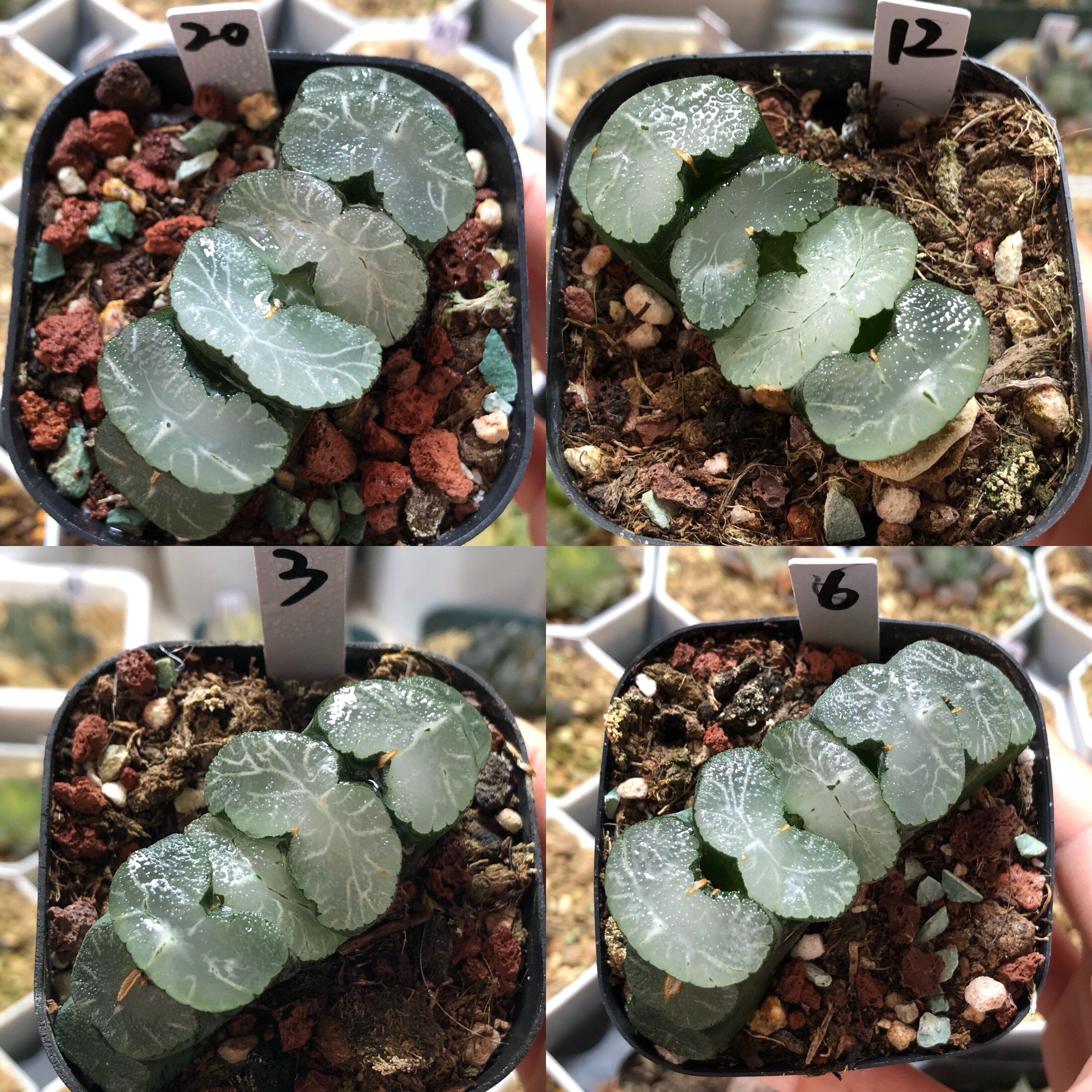 曲玉玉扇透窗根系好一物一拍带盆发货十二卷多肉植物9月26日更新