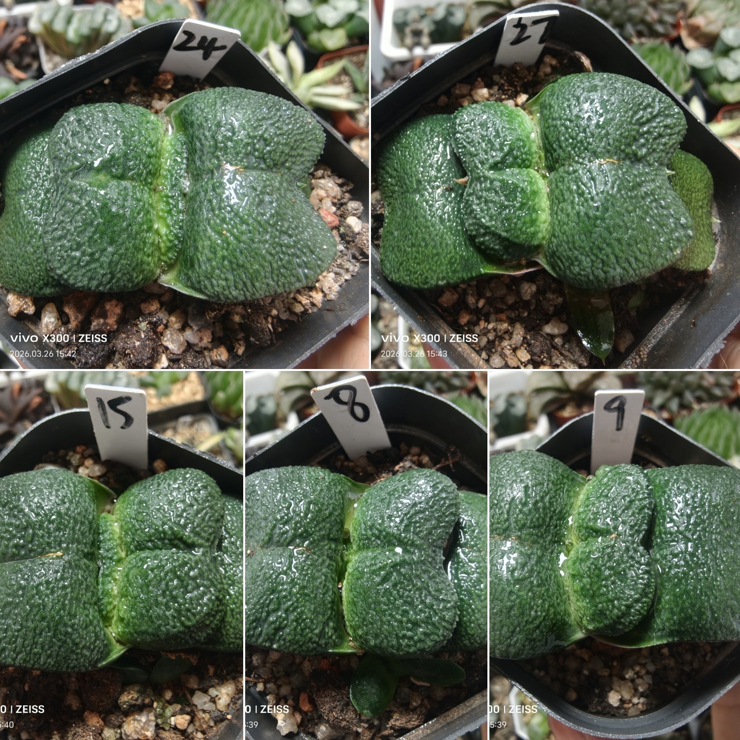 蝴蝶卧牛硬叶舌厚叶宽大疣一物一拍十二卷多肉植物带盆发货3月27