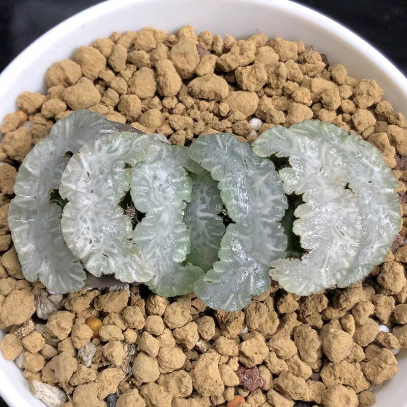 7cm白熊玉扇一物一拍实方矮脚白纹云窗玉扇十二卷多肉植物带盆发