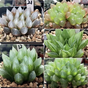 1号实生玉露优选一物一拍十二卷多肉植物带盆带土发货3月14号更新