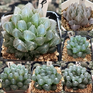 实生玉露优选一物一拍十二卷多肉植物带盆带土发货10月22日更新