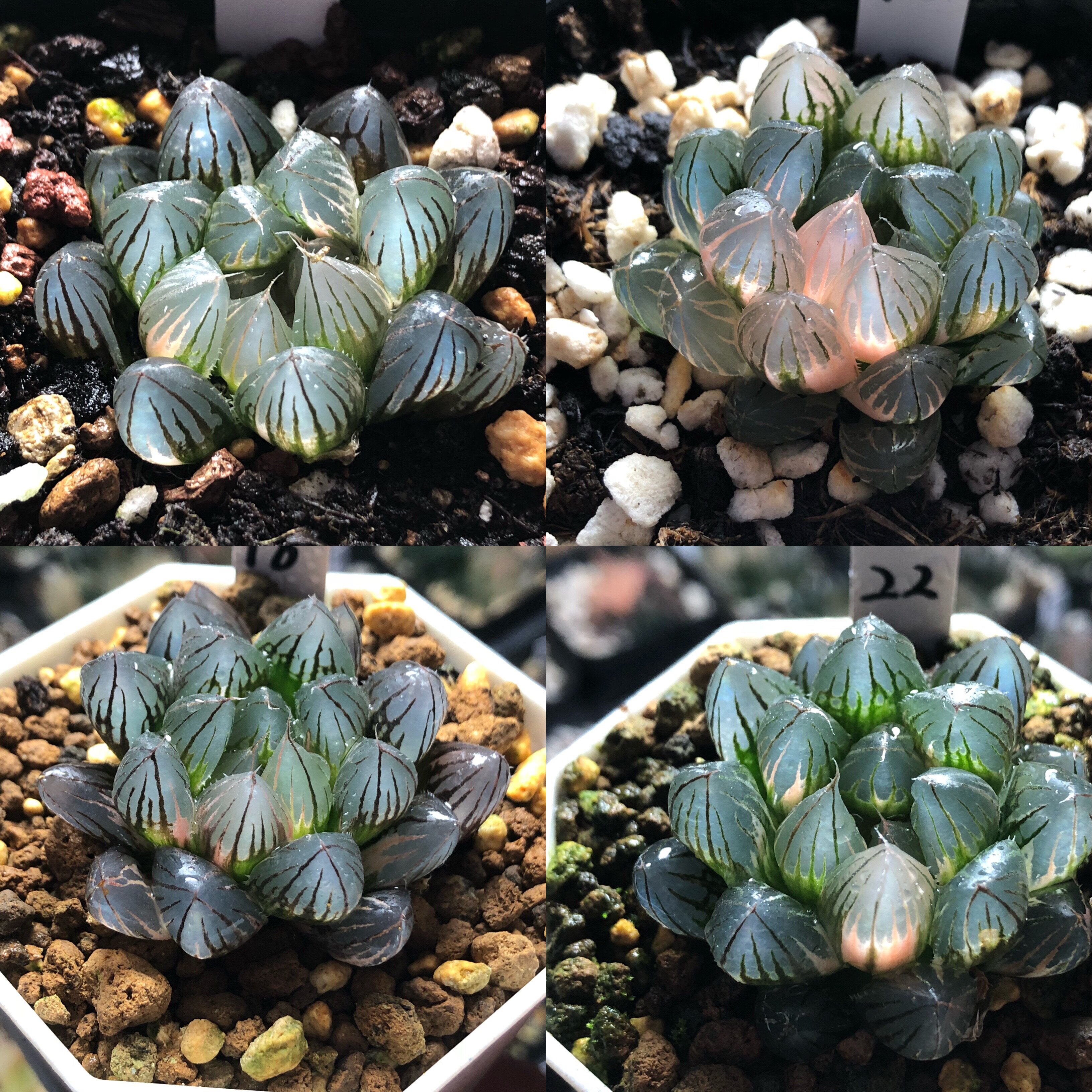 霓虹灯玉露锦一物一拍带盆发货十二卷多肉植物12月31日更新