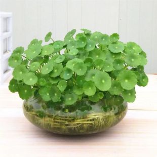 大号玻璃花瓶碗莲铜钱草水仙花盆水培花卉绿植客厅桌面鱼缸摆件