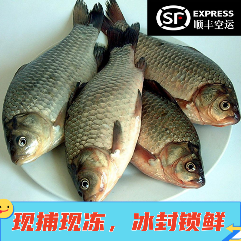 淡水鱼吉林松原查干湖鲫鱼