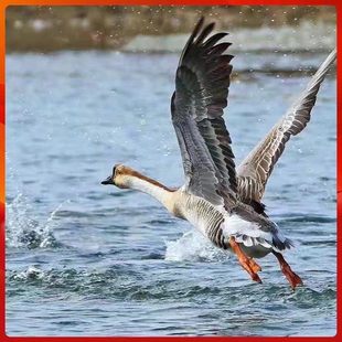 雁鹅查干周边农家散养现杀冷冻7-10斤整只雁肉送礼非鹅鸭