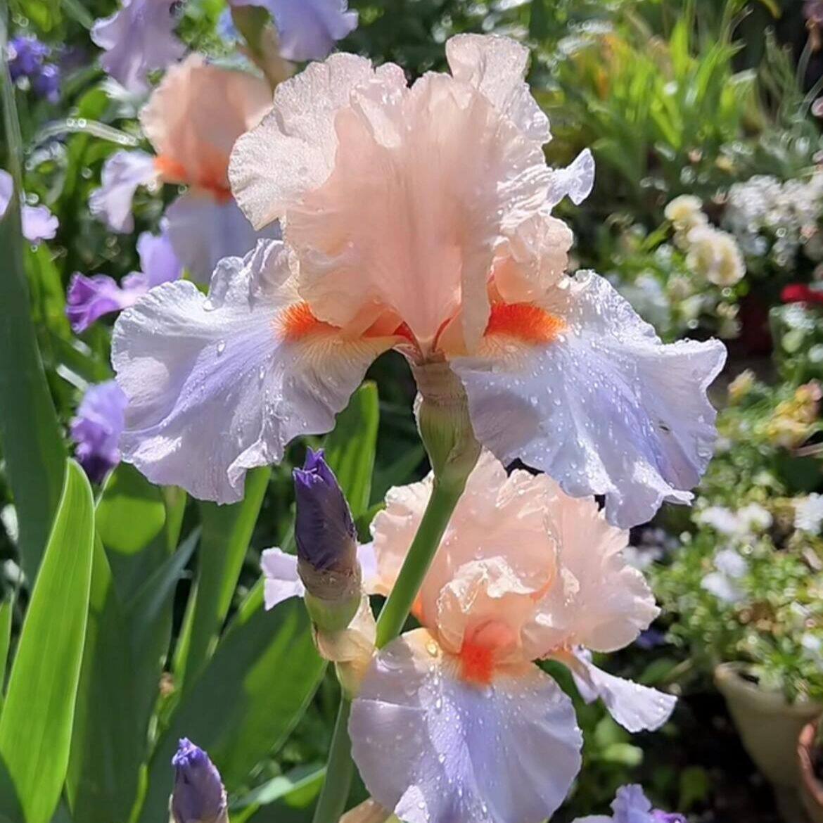 新手必养德国鸢尾重瓣花苗正版大花花卉阳台对版盆栽庭院植物好养