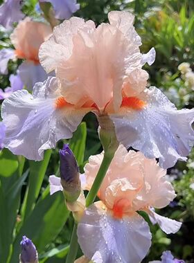 新手必养德国鸢尾重瓣花苗正版大花花卉阳台对版盆栽庭院植物好养