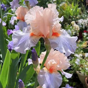 新手必养德国鸢尾重瓣花苗正版大花花卉阳台对版盆栽庭院植物好养