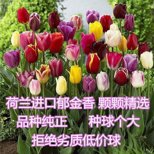 荷兰进口重瓣郁金香种球水养花卉植物四季种耐寒阳台庭院绿植盆栽
