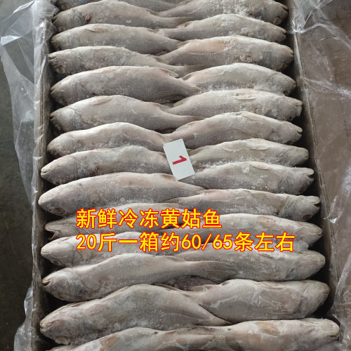 鲜冻黄姑鱼黄花鱼非小黄鱼饭店快餐食材20斤60/65条江浙沪皖包邮