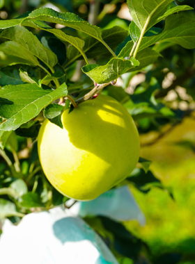 瑞蚨来庆阳瑞雪苹果树苗青苹果树苗乔化中间砧木矮化苹果树