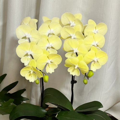 【星月出剑苗】蝴蝶兰舌头系列 基地直发包对版