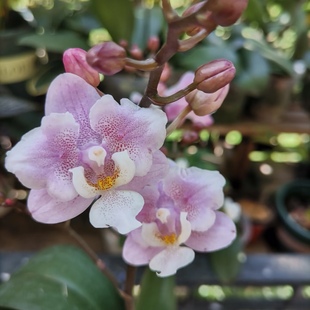 【椎名樱兰变异】蝴蝶兰苗 稀有花色 基地直发  包对版