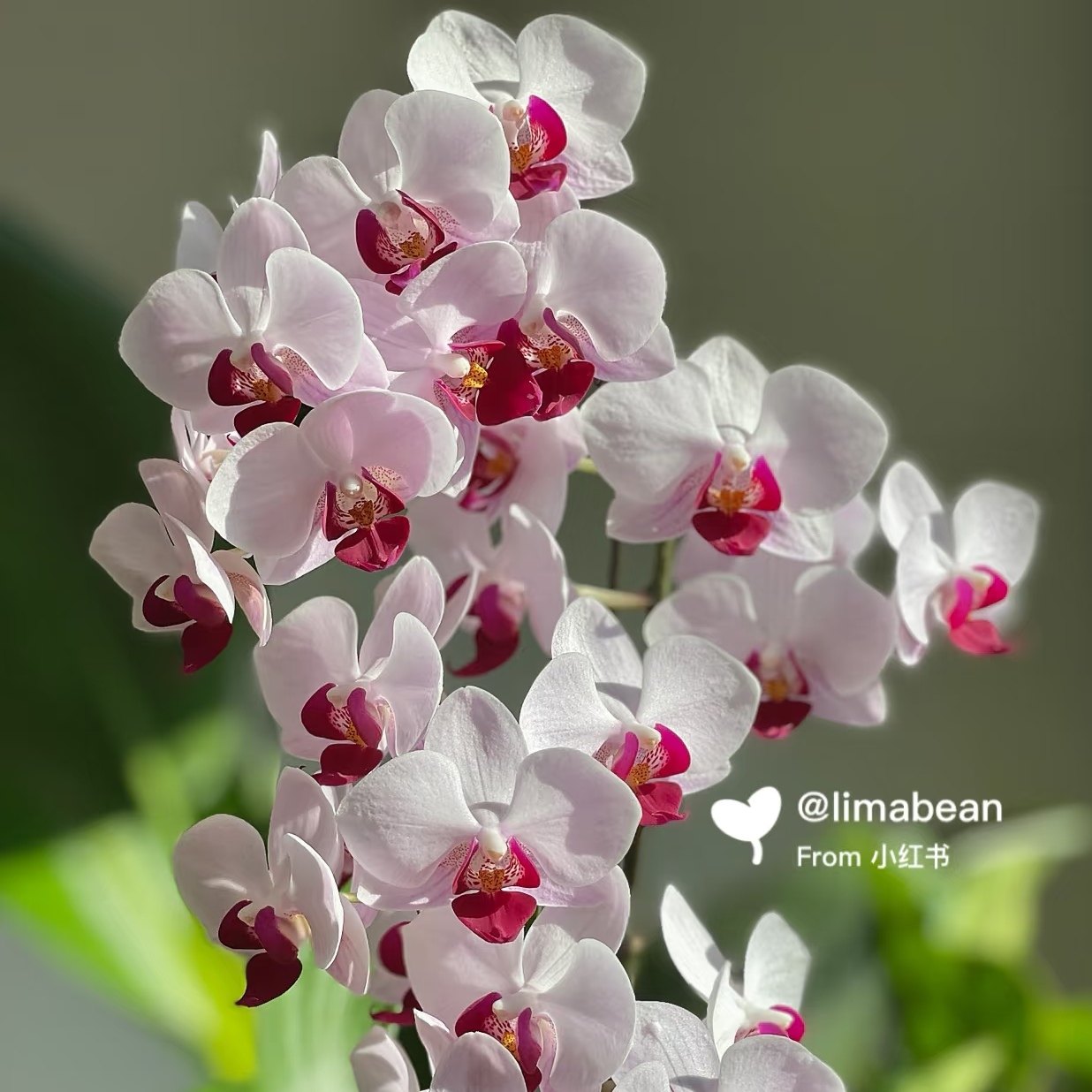 【第一名出剑苗】蝴蝶兰稀有花色品种  基地直发包对版,鲜花速递/花卉仿真/绿植园艺,国兰/杂交兰/洋兰类,淘宝优惠券,粉丝福利购,淘宝优惠卷