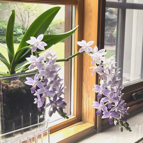 蝴蝶兰苗【蓝星】基地直发包对版包邮