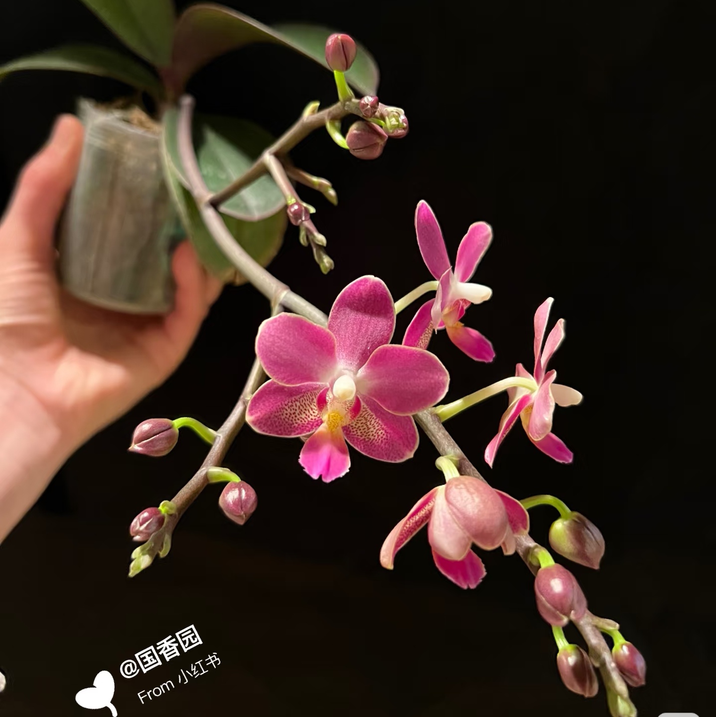 【龚氏小红梅】蝴蝶兰苗  基地直发  包对版包邮